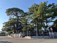 八百富神社遥拝所のマツ