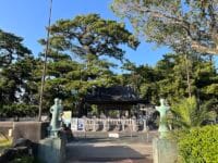 八百富神社遥拝所周辺のマツ