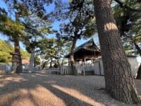 八百富神社遥拝所のマツ