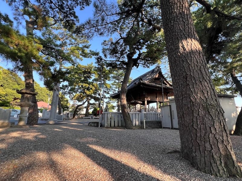 八百富神社遥拝所のマツ