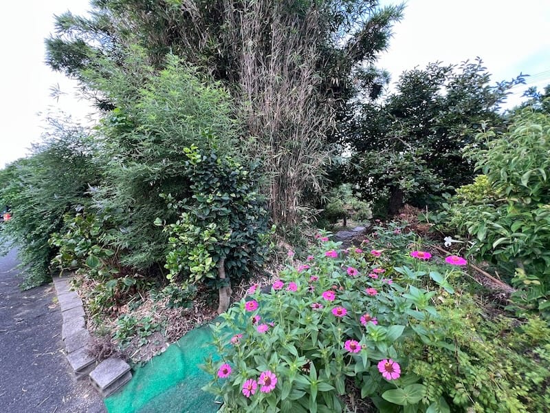 膳塚　妙厳寺裏の雌竹の群生する場所