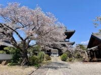 安楽寺　春　桜と山門