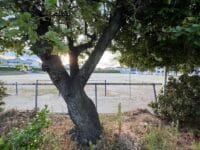 三谷小学校のアンズ　夏　歩道から