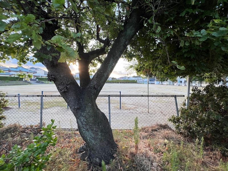 三谷小学校のアンズ 夏 歩道から