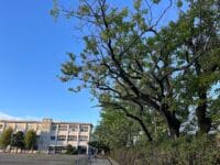 三谷小学校のアンズ　北側出入り口から