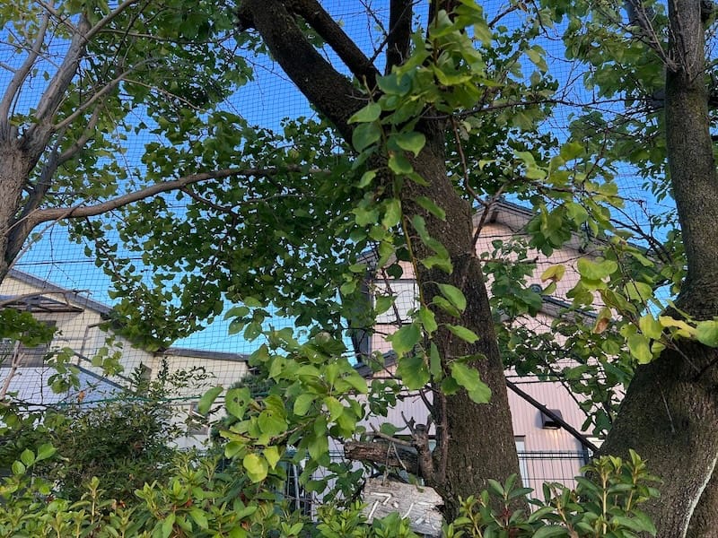 三谷小学校のアンズ 「アンズ」の名札