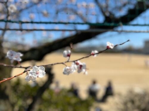 三谷小学校のアンズ – 蒲郡の名木50選 10 – 三谷町