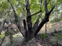 御堂山のボダイジュ 行基ボダイジュ