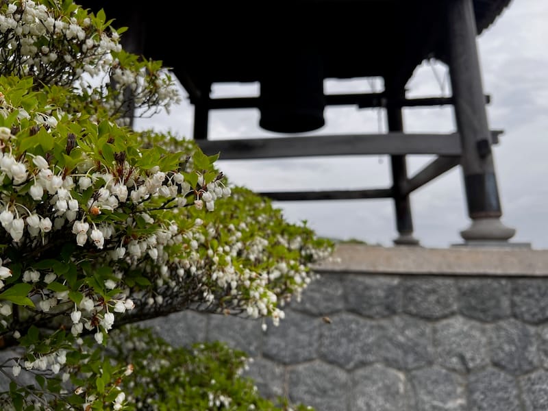 境内　ミツバツツジ