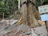 五井の大杉　東側から