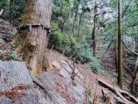 五井の大杉　西から