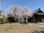 委空寺　観音堂の桜