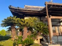 常善寺のソテツ