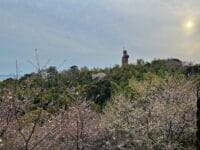 金剛寺　展望台から子安弘法大師像