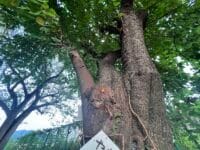 形原北小学校のクワ　ヤマグワの根本