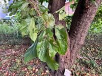 形原北小学校のクワ　クワの葉