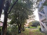 形原北小学校のクワ　西側から