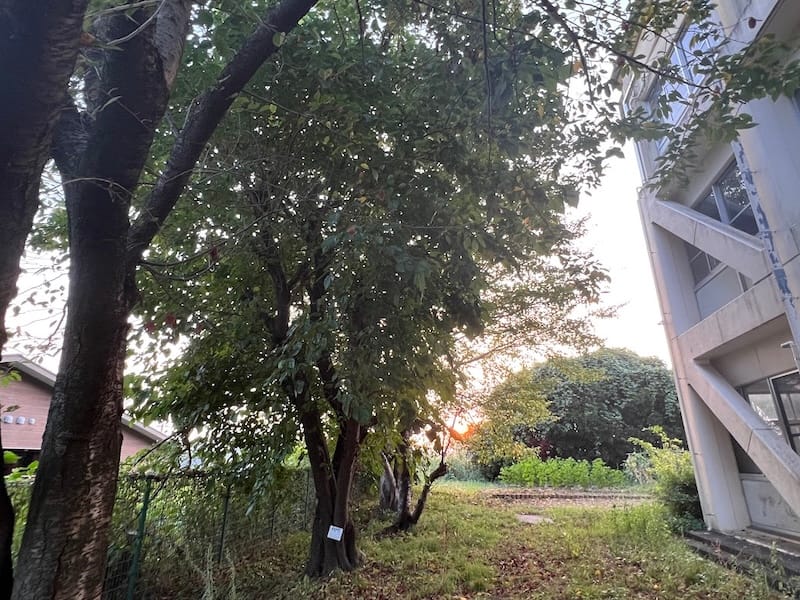 形原北小学校のクワ 西側から