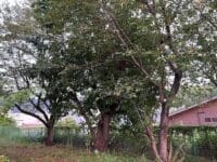 形原北小学校のクワ　東側から