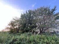 形原北小学校のクワ　北側川沿いから