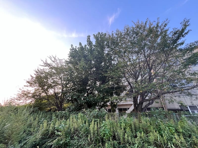 北側川沿いから