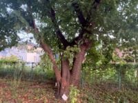 形原北小学校のクワ　枝分かれした幹