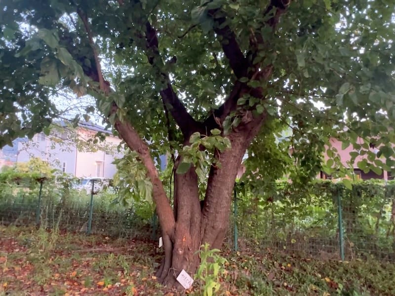 形原北小学校のクワ 枝分かれした幹