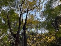 御堂山観音境内