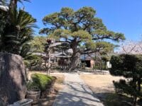 専覚寺境内　大マツとソテツ