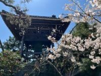 専覚寺鐘楼と桜