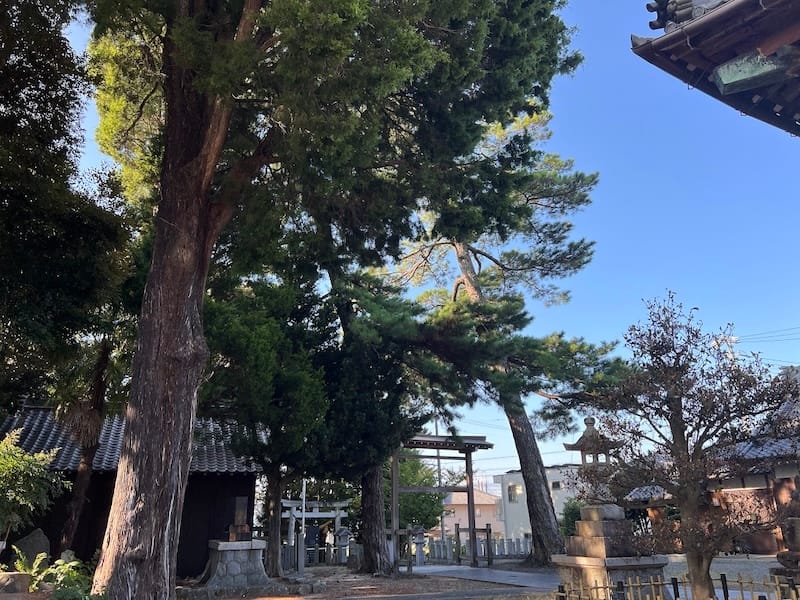 大塚町広畑・素盞嗚神社社叢　拝殿前