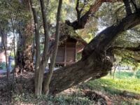 大塚町広畑・素盞嗚神社社叢　英霊社南