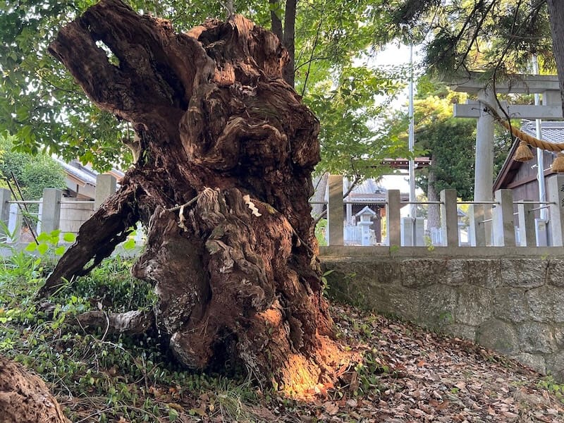 大塚町広畑・素盞嗚神社社叢　参道左