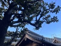 光明寺のタイサンボク　山門の屋根と