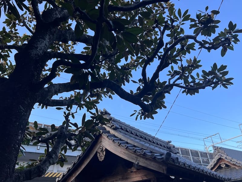 光明寺のタイサンボク　山門の屋根と