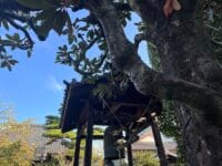 光明寺のタイサンボク　鐘楼を背景に