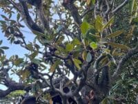 光明寺のタイサンボク　葉