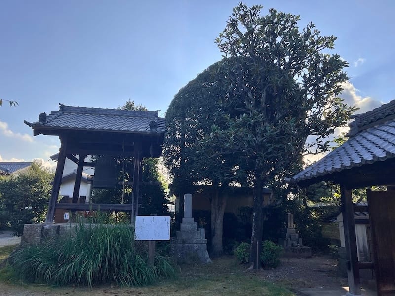 光明寺のタイサンボク　鐘楼と並んで