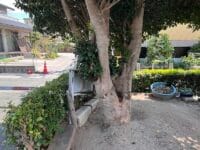 天桂院のツバキ　木船幼稚園入口