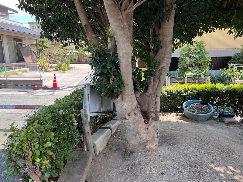 天桂院のツバキ　木船幼稚園入口