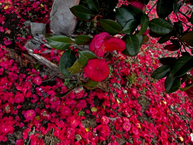 天桂院のツバキ　春