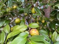 天桂院のツバキ　ツバキの実