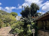 天桂院のツバキ　参道