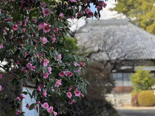 天桂院のツバキ群 – 蒲郡の名木50選 22 – 蒲郡町