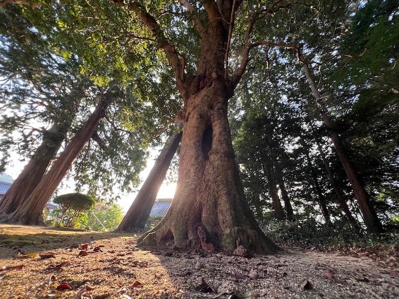 養円寺のヤマモモ – 蒲郡の名木50選 04 – 相楽町