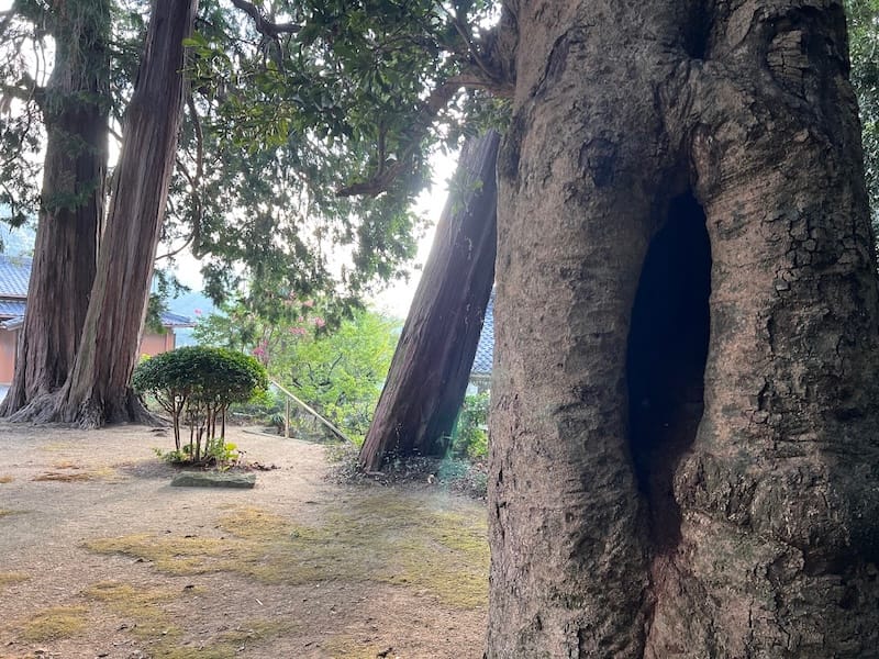 養円寺のヤマモモ　空洞