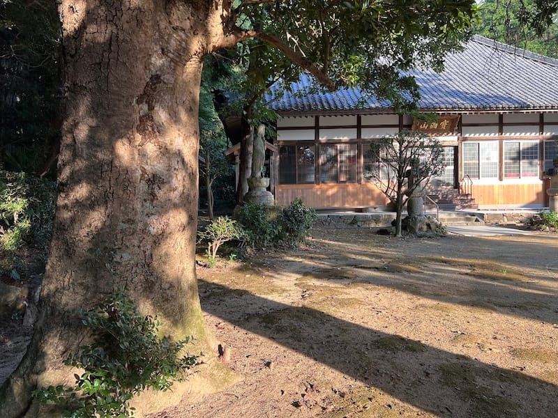 養円寺のヤマモモ　本堂と