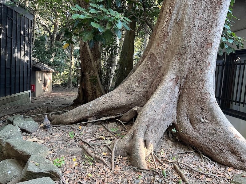 八百富神社社叢　社務所横