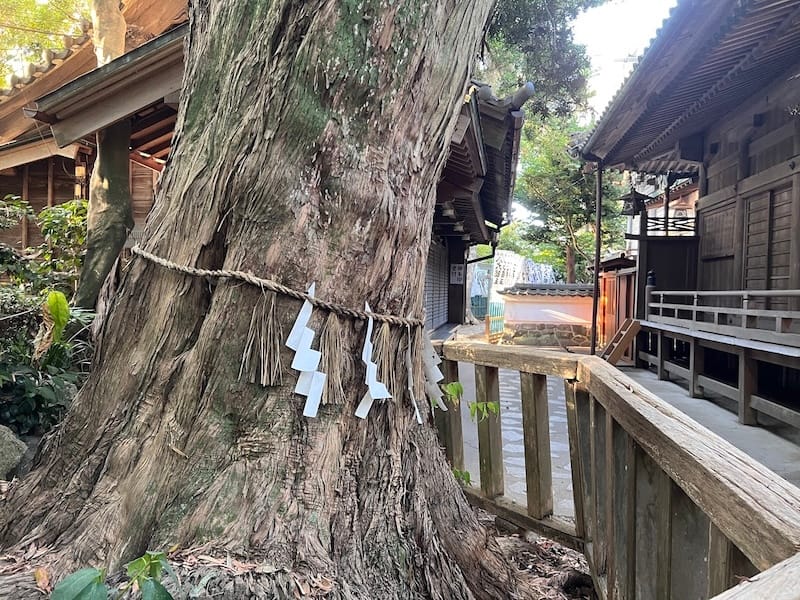 八百富神社社叢　神社前神木