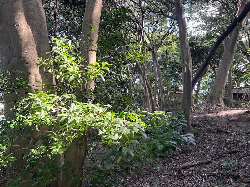 八百富神社社叢　安土裏